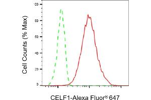 anti-CUGBP, Elav-Like Family Member 1 (CELF1) antibody