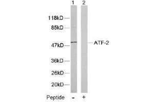 Image no. 1 for anti-Activating Transcription Factor 2 (ATF2) (Thr53), (Thr71) antibody (ABIN197148) (ATF2 antibody  (Thr53, Thr71))