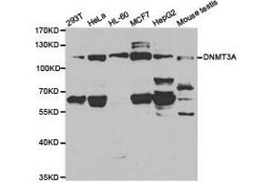 Western Blotting (WB) image for anti-DNA (Cytosine-5-)-Methyltransferase 3 alpha (DNMT3A) antibody (ABIN1872323) (DNMT3A antibody)