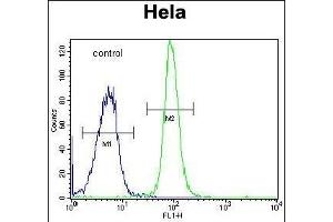 DONSON Antibody (Center) (ABIN651848 and ABIN2840422) flow cytometric analysis of Hela cells (right histogram) compared to a negative control cell (left histogram). (DONSON antibody  (AA 368-398))