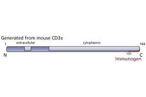 Image no. 2 for anti-CD247 Molecule (CD247) (C-Term) antibody (ABIN967446) (CD247 antibody  (C-Term))