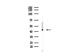 Western blot analysis of lysates from COLO205 cells(heat-shock, 45 min treatment), using NECAP1 Antibody at 1/1000 dilution.