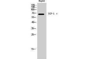 Western Blotting (WB) image for anti-Chaperonin Containing TCP1, Subunit 5 (Epsilon) (CCT5) (Internal Region) antibody (ABIN3177655) (CCT5 antibody  (Internal Region))
