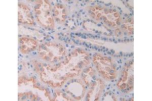 IHC-P analysis of kidney tissue, with DAB staining. (Ribonuclease A8 antibody  (AA 19-154))