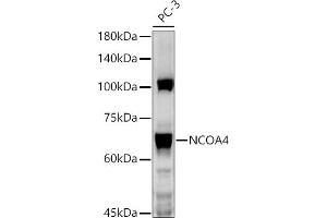 Western blot analysis of extracts of PC-3 cells, using NCO antibody  at 1:1000 dilution. (NCOA4 antibody  (AA 495-614))
