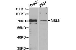 Western blot analysis of extracts of various cell lines, using MSLN antibody (ABIN5973636) at 1/1000 dilution. (Mesothelin antibody)
