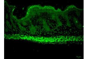 Immunohistochemistry analysis using Rat Anti-Aha1 Monoclonal Antibody, Clone 25F2. (AHSA1 antibody  (Atto 390))
