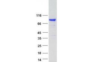 Western Blotting (WB) image for SH3-Domain Kinase Binding Protein 1 (SH3KBP1) (Transcript Variant 2) protein (Myc-DYKDDDDK Tag) (ABIN2731979)