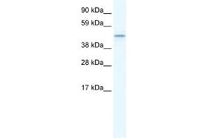 TMEM108 antibody used at 1. (TMEM108 antibody  (Middle Region))