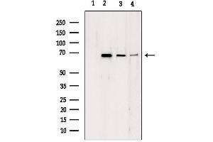 Western blot analysis of extracts from various samples, using LMNB2 antibody. (Lamin B2 antibody  (Internal Region))
