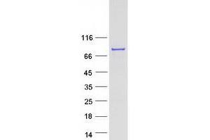 Validation with Western Blot (Splicing Factor 4 Protein (SF4) (Myc-DYKDDDDK Tag))