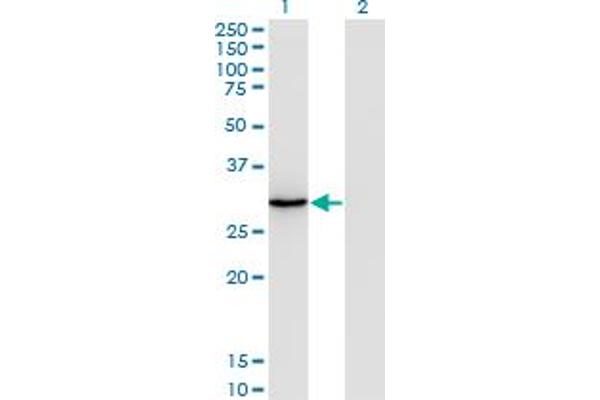 ORC6 antibody  (AA 1-252)