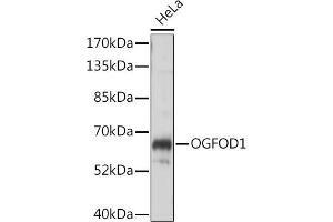 Western blot analysis of extracts of HeLa cells, using OGFOD1 antibody (ABIN7265317) at 1:1000 dilution. (OGFOD1 antibody  (AA 1-140))