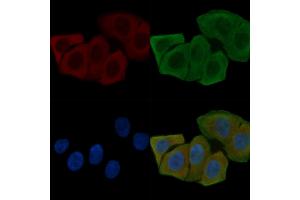 ABIN6261447 and ABIN6268757 staining Hela cells(30 min of UV treatment) by IF/ICC. (FBLN4 antibody  (Internal Region))