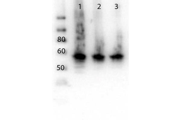 ALG6 anticorps  (N-Term)