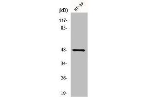 Western Blot analysis of HepG2 cells using NBPF7 Polyclonal Antibody (NBPF7 antibody  (C-Term))