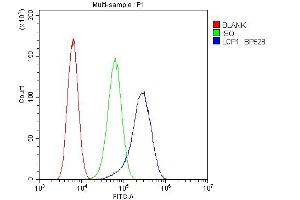 Flow Cytometry analysis of U20S cells using anti-LCP1 antibody (ABIN6719421). (LCP1 antibody)