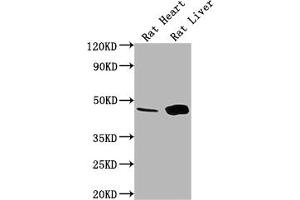 Western Blot Positive WB detected in: Rat Heart tissue, Rat Liver tissue All lanes: Ren1 antibody at 1:1000 Secondary Goat polyclonal to rabbit IgG at 1/50000 dilution Predicted band size: 45 kDa Observed band size: 45 kDa (Renin antibody  (AA 65-264))