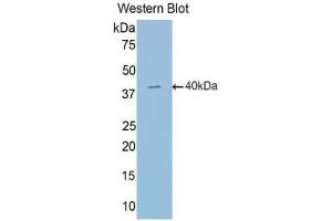 Western blot analysis of the recombinant protein. (EPAS1 antibody  (AA 24-348))