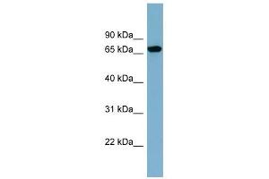 SNAG1 antibody used at 1 ug/ml to detect target protein. (SNX18 antibody  (N-Term))