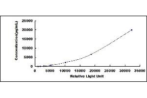 Fibrillin 1 (FBN1) CLIA Kit