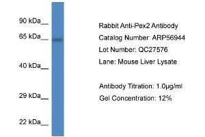 Western Blotting (WB) image for anti-Peroxisomal Biogenesis Factor 2 (PEX2) (C-Term) antibody (ABIN785854) (PEX2 antibody  (C-Term))