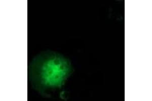 Anti-GBP5 mouse monoclonal antibody (ABIN2454091) immunofluorescent staining of COS7 cells transiently transfected by pCMV6-ENTRY GBP5 (RC206627). (GBP5 antibody)