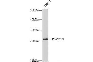Western blot analysis of extracts of THP-1 cells using PSMB10 Polyclonal Antibody at dilution of 1:5000. (PSMB10 antibody)