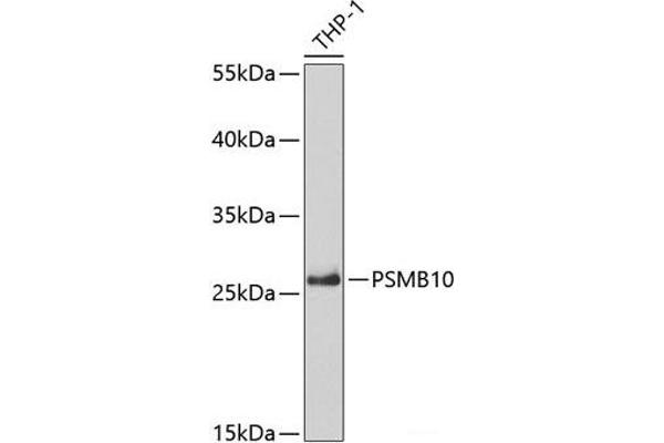 PSMB10 antibody