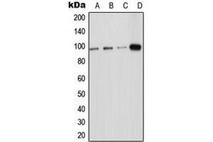 Western blot analysis of ICAM-5 expression in HeLa (A), HEK293T (B), Raw264. (ICAM5 antibody  (Center))