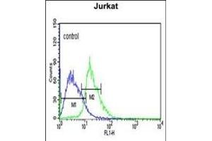 EHMT2 Antibody (N-term) (ABIN651717 and ABIN2840372) flow cytometric analysis of Jurkat cells (right histogram) compared to a negative control cell (left histogram). (EHMT2 antibody  (N-Term))