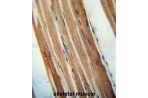 TMCO7 antibody (C-term) immunohistochemistry analysis in formalin fixed and paraffin embedded human skeletal muscle followed by peroxidase conjugation of the secondary antibody and DAB staining. (TANGO6/TMCO7 antibody  (C-Term))