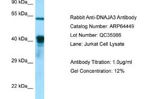 Western Blotting (WB) image for anti-DnaJ (Hsp40) Homolog, Subfamily A, Member 3 (DNAJA3) (C-Term) antibody (ABIN2789841) (DNAJA3 antibody  (C-Term))