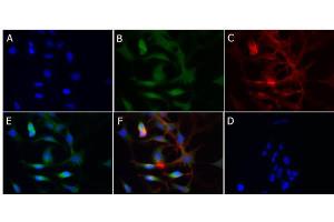 Immunofluorescence of Rabbit Anti-Cytochrome p450 Antibody Immunofluorescence of Rabbit Anti-Cytochrome p450 Antibody. (Cytochrome P450 antibody)