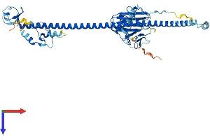 AlphaFold protein structure predicition of Human Recombinant TRIM50 Protein, UniprotID Q86XT4 (TRIM50 Protein (AA 1-487) (His tag))