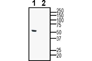 Western blot analysis of human  monocytic leukemia cell line lysate:1.
