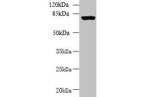 Western blot All lanes: CLPB antibody at 5 μg/mL + 293T whole cell lysate Secondary Goat polyclonal to rabbit IgG at 1/10000 dilution Predicted band size: 79, 76, 73, 75, 58 kDa Observed band size: 79 kDa (CLPB antibody  (AA 1-350))