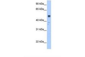 Image no. 1 for anti-Solute Carrier Family 35, Member F5 (SLC35F5) (AA 351-400) antibody (ABIN320850) (SLC35F5 antibody  (AA 351-400))