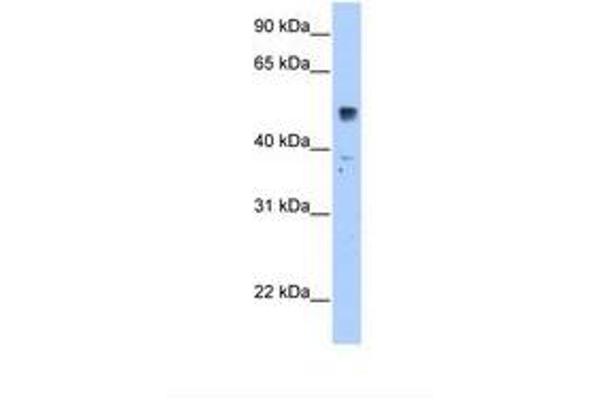 SLC35F5 antibody  (AA 351-400)