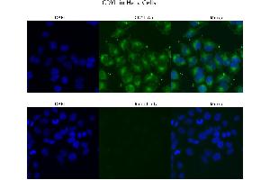 Sample Type :  HeLa   Primary Antibody Dilution:  4 ug/ml   Secondary Antibody :  Anti-rabbit Alexa 546   Secondary Antibody Dilution:  2 ug/ml   Gene Name :  CDYL (CDYL antibody  (N-Term))