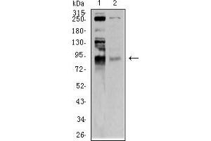 Western Blotting (WB) image for anti-Bromodomain Containing 2 (BRD2) (AA 227-364) antibody (ABIN5542291)