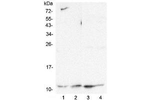 Western blot testing of human 1) HeLa, 2) HepG2, 3) K562 and 4) Caco-2 lysate with Cytochrome C antibody at 0.
