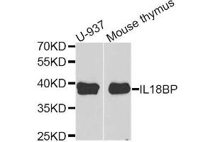 Western blot analysis of extracts of various cell lines, using IL18BP antibody.