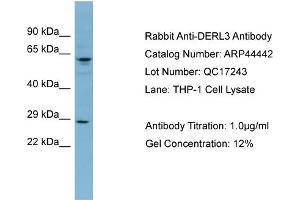 WB Suggested Anti-DERL3 Antibody Titration: 0. (Derlin-3 antibody  (Middle Region))