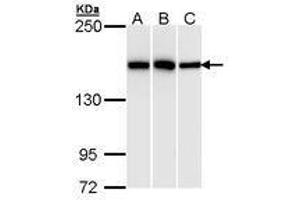 Image no. 1 for anti-High Density Lipoprotein Binding Protein (HDLBP) (AA 372-633) antibody (ABIN467565) (HDLBP antibody  (AA 372-633))