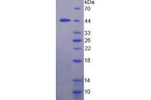 Image no. 1 for TATA Box Binding Protein (TBP) (AA 25-339) protein (His tag) (ABIN5665196) (TBP Protein (AA 25-339) (His tag))