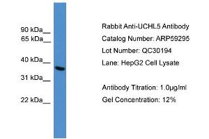 WB Suggested Anti-UCHL5  Antibody Titration: 0. (UCHL5 antibody  (C-Term))