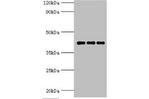 Western blot All lanes: Peptidyl-prolyl cis-trans isomerase D antibody at 9 μg/mL Lane 1: Mouse brain tissue Lane 2: A549 whole cell lysate Lane 3: MCF-7 whole cell lysate Secondary Goat polyclonal to rabbit IgG at 1/10000 dilution Predicted band size: 41 kDa Observed band size: 41 kDa (PPID antibody  (AA 161-370))