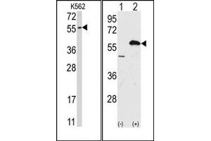 Image no. 1 for anti-Ubiquilin 1 (UBQLN1) (Middle Region) antibody (ABIN357612) (Ubiquilin 1 antibody  (Middle Region))