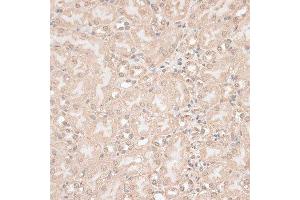 Immunohistochemistry of paraffin-embedded mouse kidney using GPKOW antibody. (GPKOW antibody  (AA 127-476))